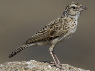  - Indian Bushlark