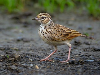  - Indian Bushlark