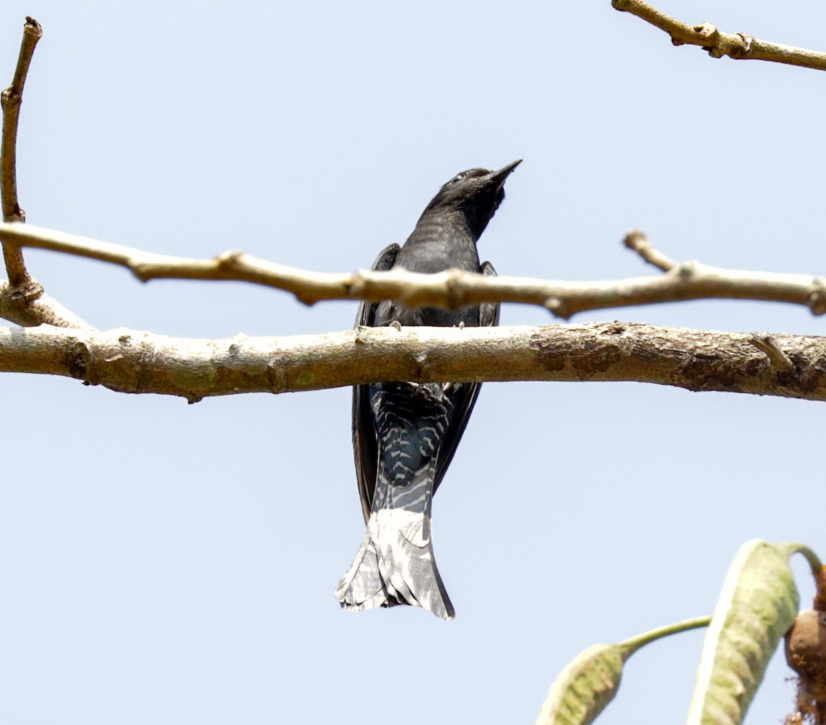 Square-tailed Drongo-Cuckoo - ML149043881
