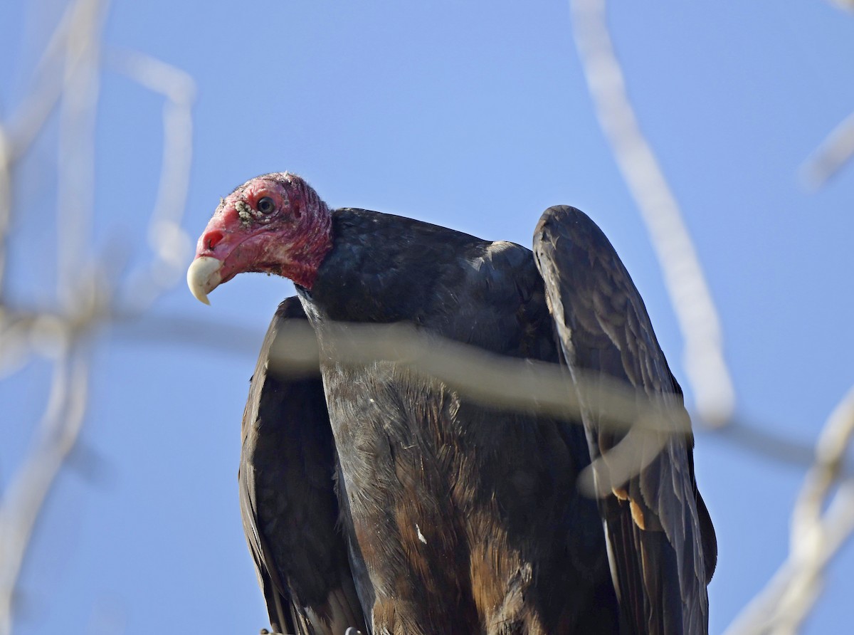 Turkey Vulture - ML149044471
