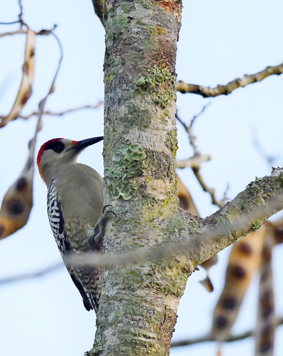 West Indian Woodpecker - ML149044911