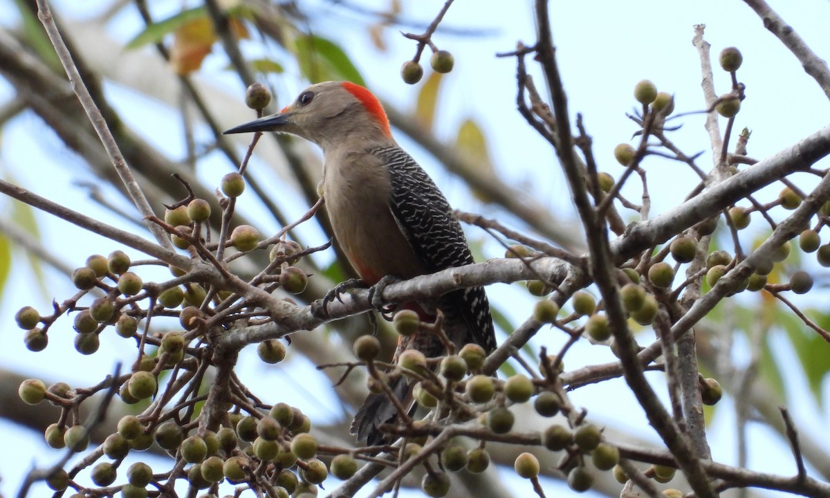 Golden-fronted Woodpecker (Velasquez's) - grete pasch