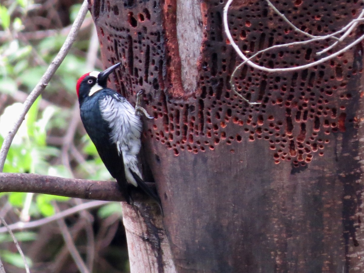 Acorn Woodpecker - Alane Gray