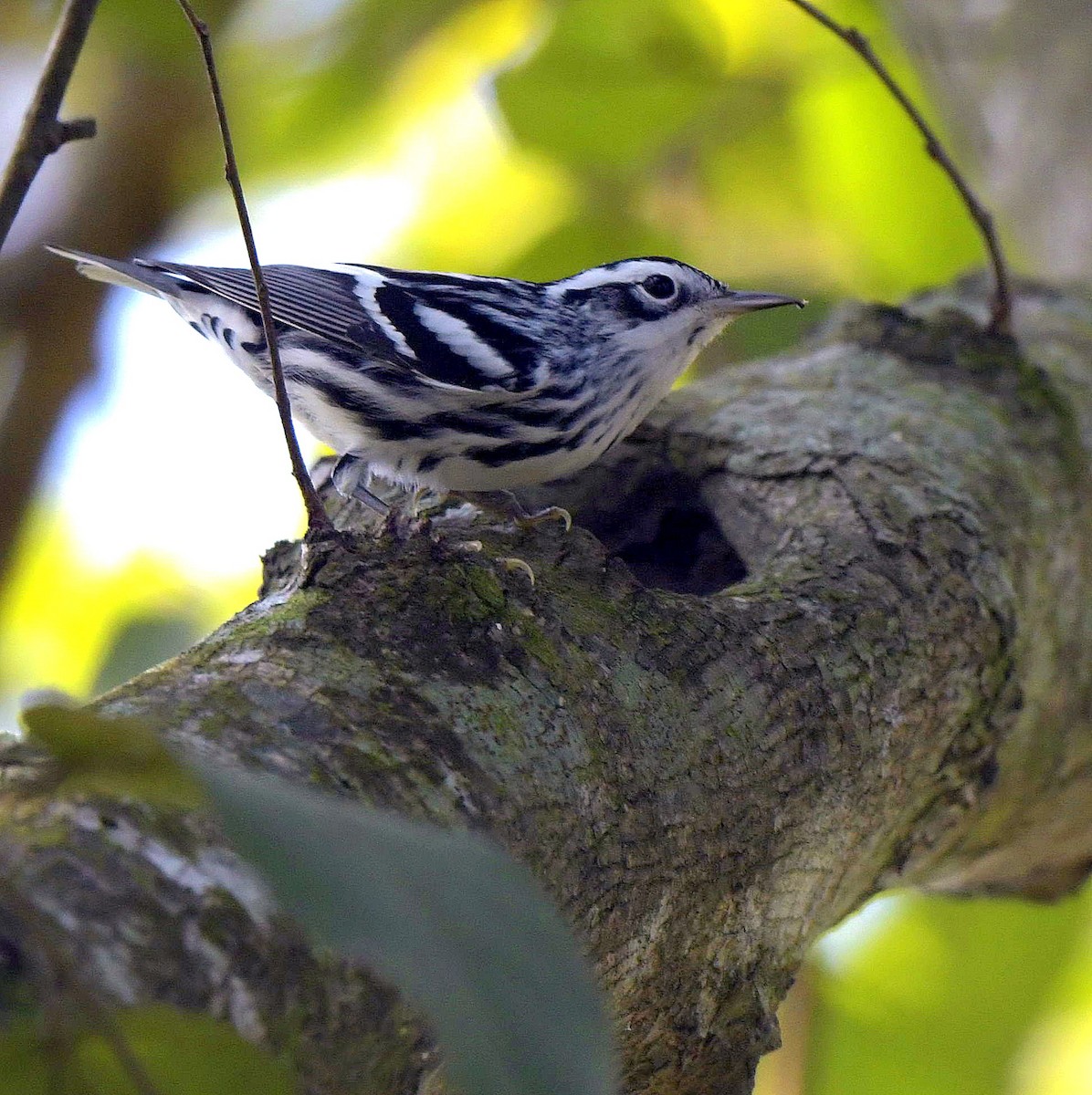 Black-and-white Warbler - ML149048921