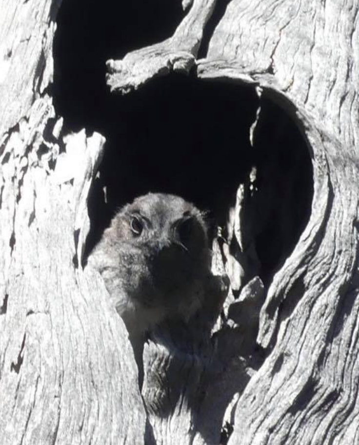 Australian Owlet-nightjar - Simon Tassano