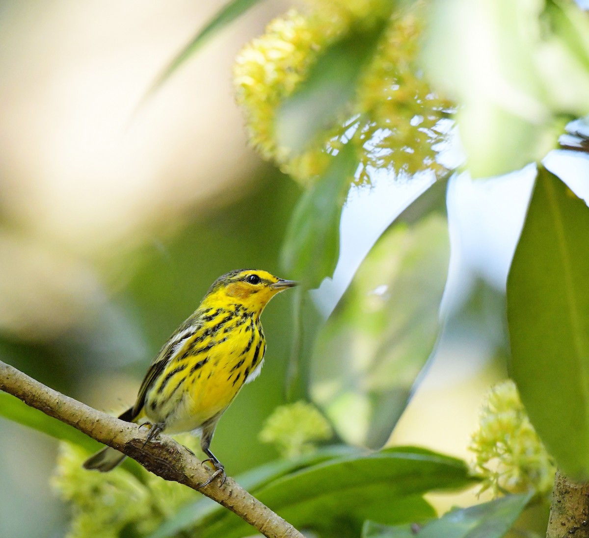 Cape May Warbler - ML149049611