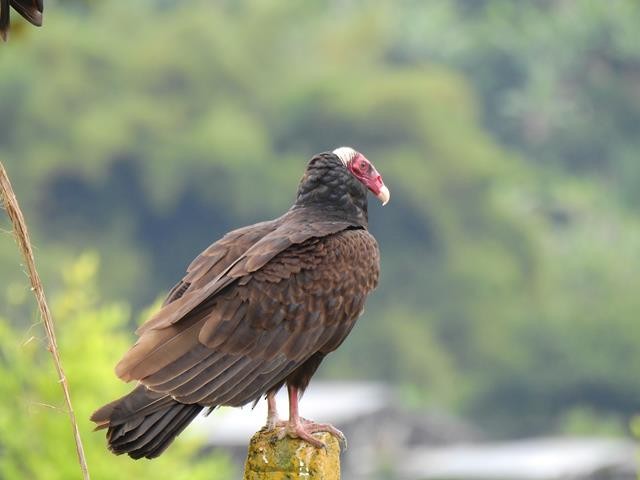 Turkey Vulture - ML149049641