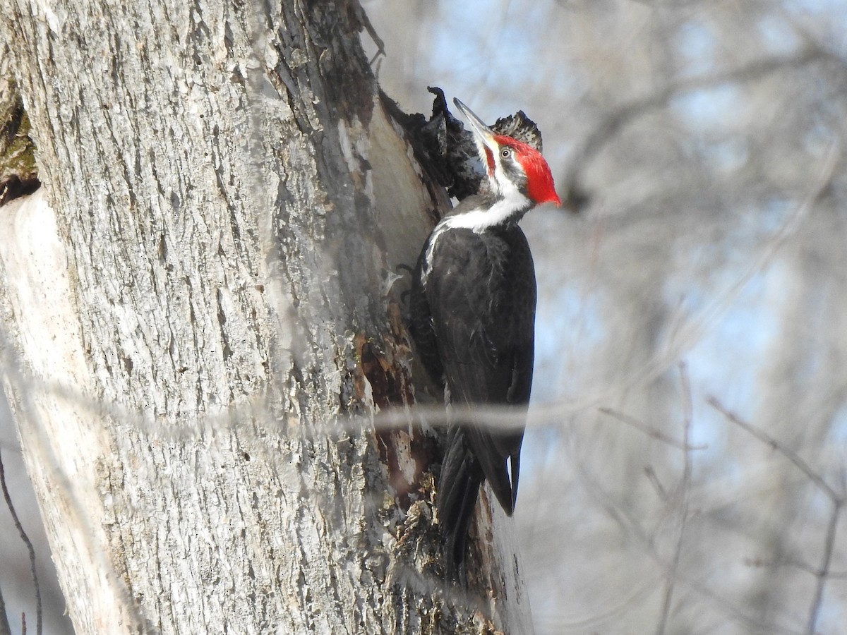 Pileated Woodpecker - ML149049741