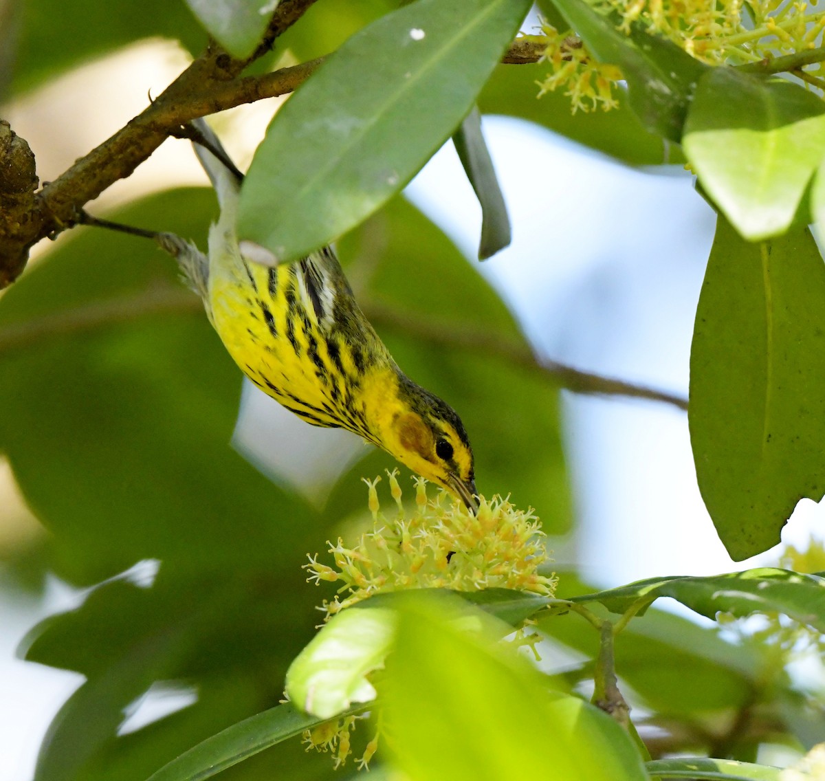 Cape May Warbler - ML149049771
