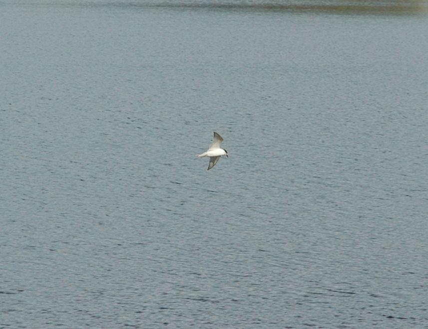 Common Tern - Christian  Nunes