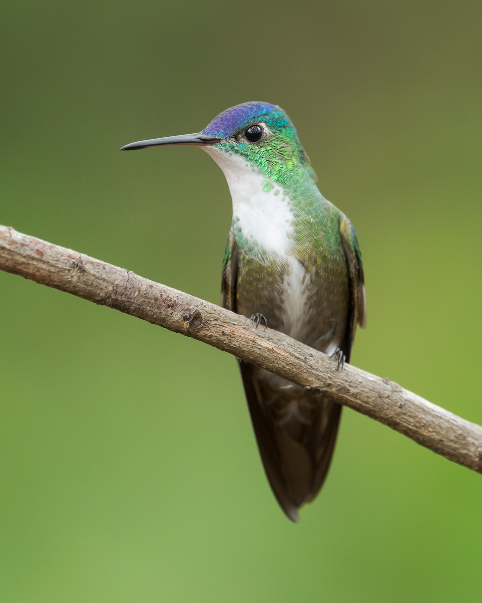 Azure-crowned Hummingbird - Dorian Anderson