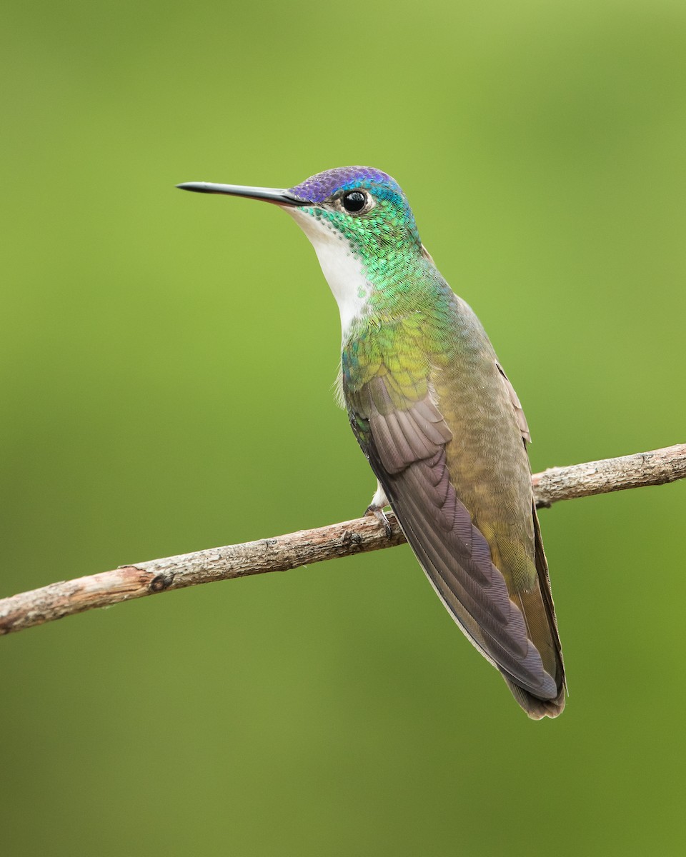 Azure-crowned Hummingbird - Dorian Anderson