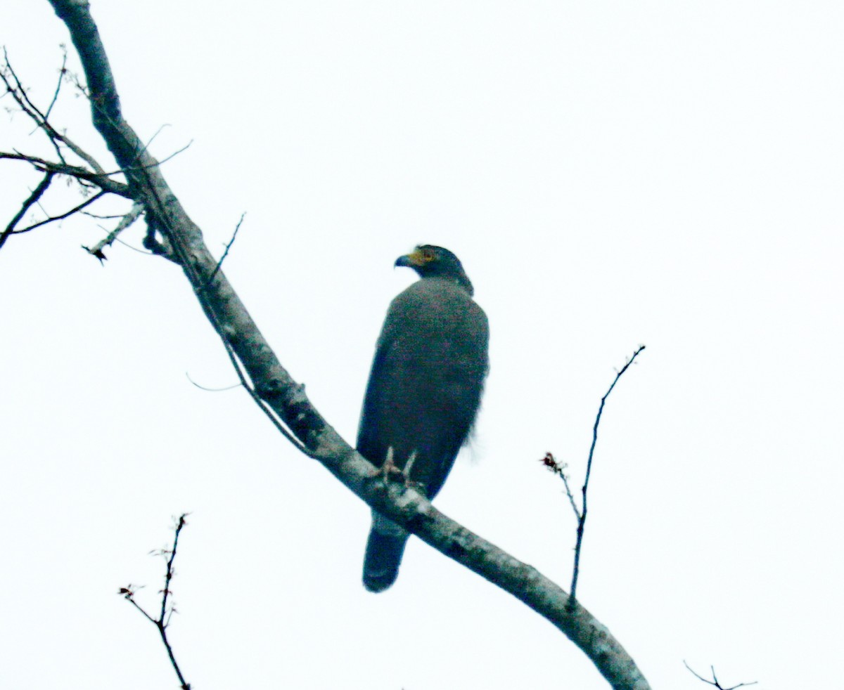 Crested Serpent-Eagle - ML149052931