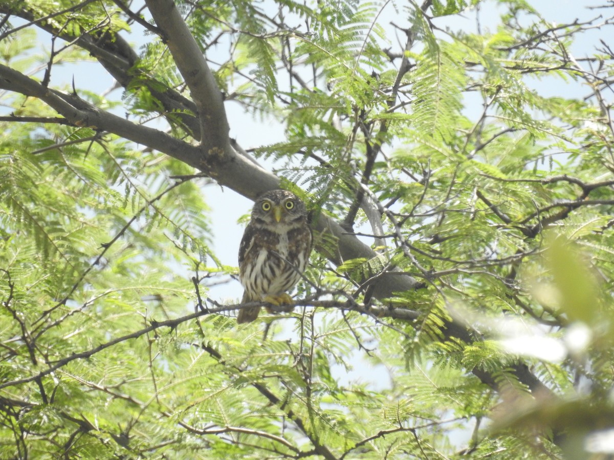 Peruvian Pygmy-Owl - Tristan Jobin