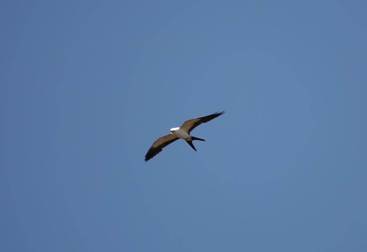 Swallow-tailed Kite - Lonnie Somer