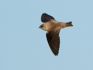 タイワンショウドウツバメ - eBird