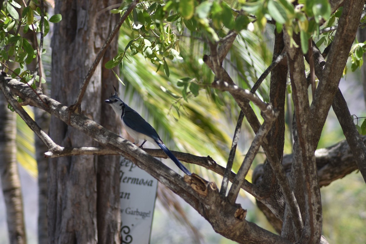 White-throated Magpie-Jay - ML149056251
