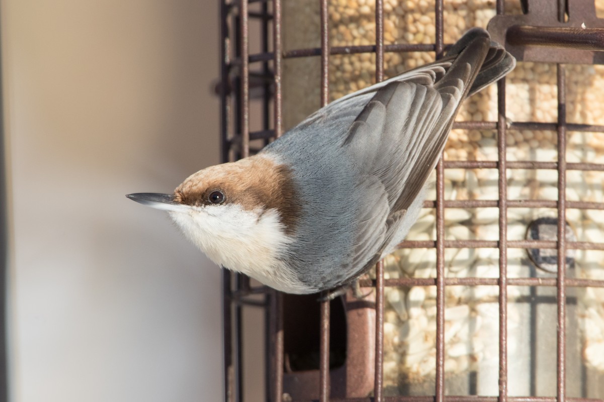 Brown-headed Nuthatch - ML149057161