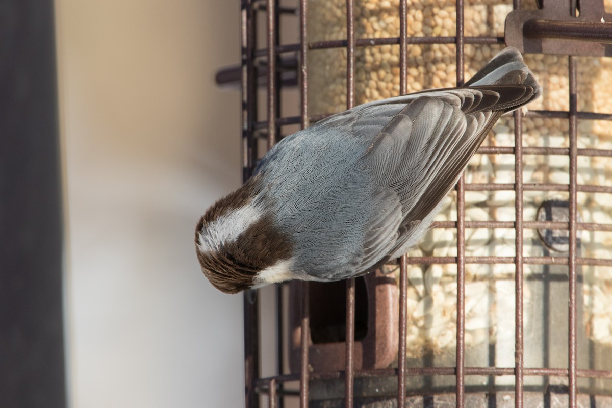 Brown-headed Nuthatch - ML149057181