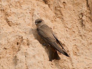 タイワンショウドウツバメ - eBird