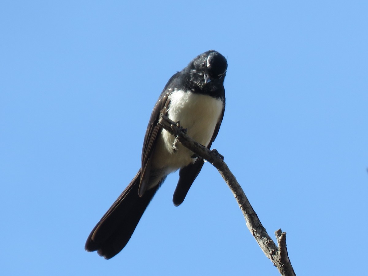 Willie-wagtail - ML149061731