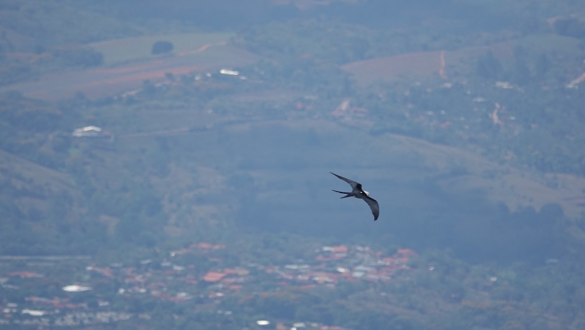 Swallow-tailed Kite - ML149065921