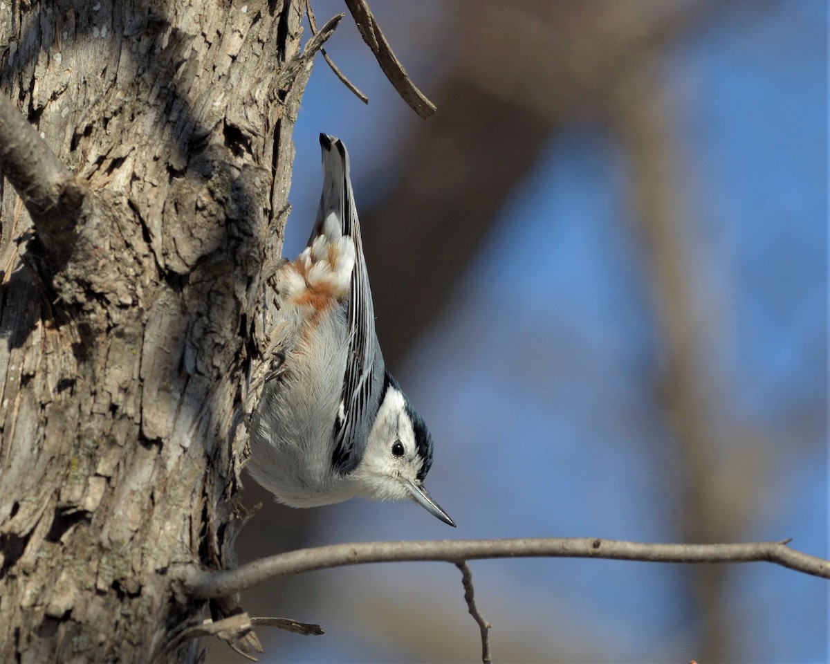 White-breasted Nuthatch - ML149066621