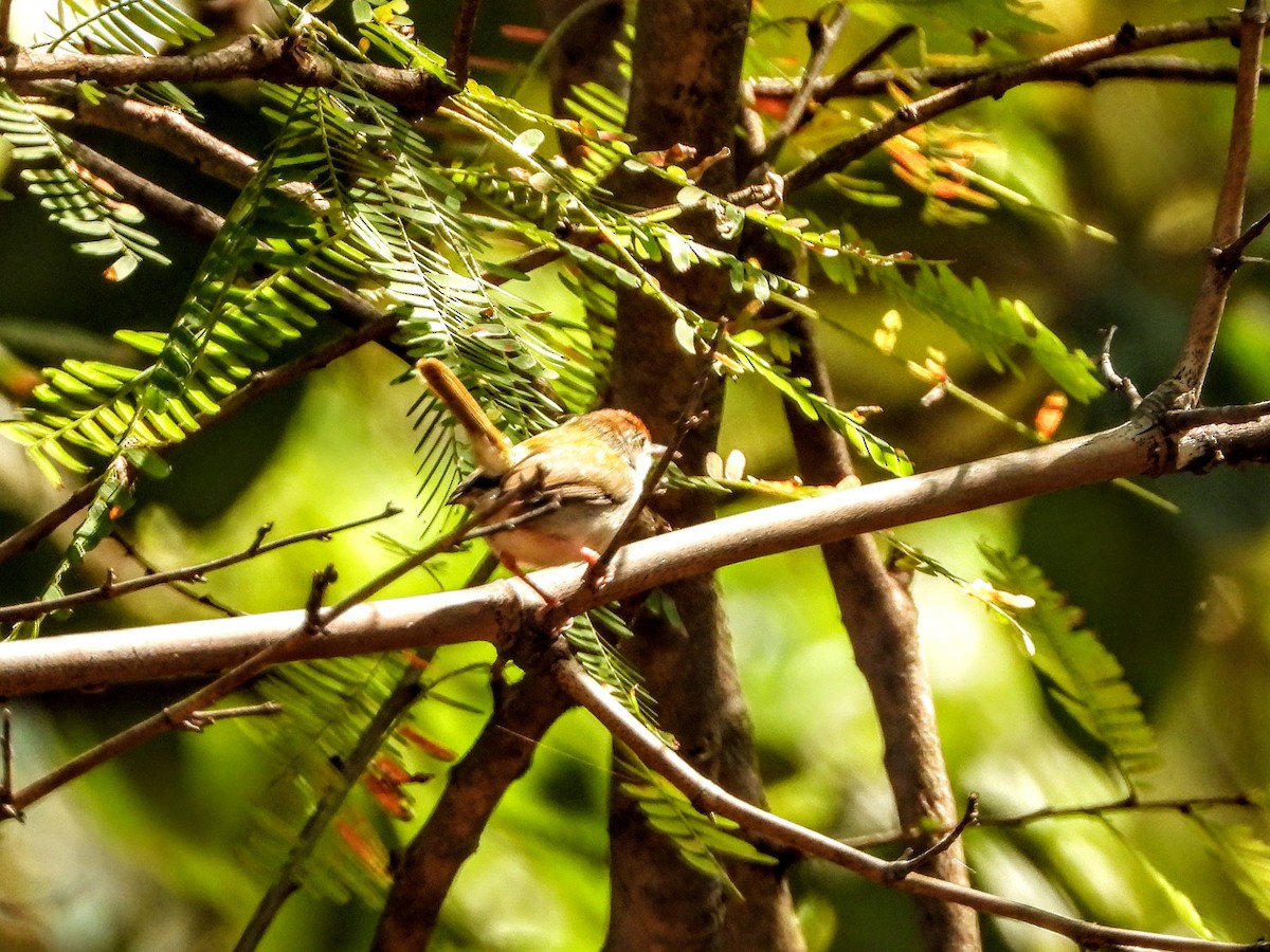 Common Tailorbird - Warren Regelmann