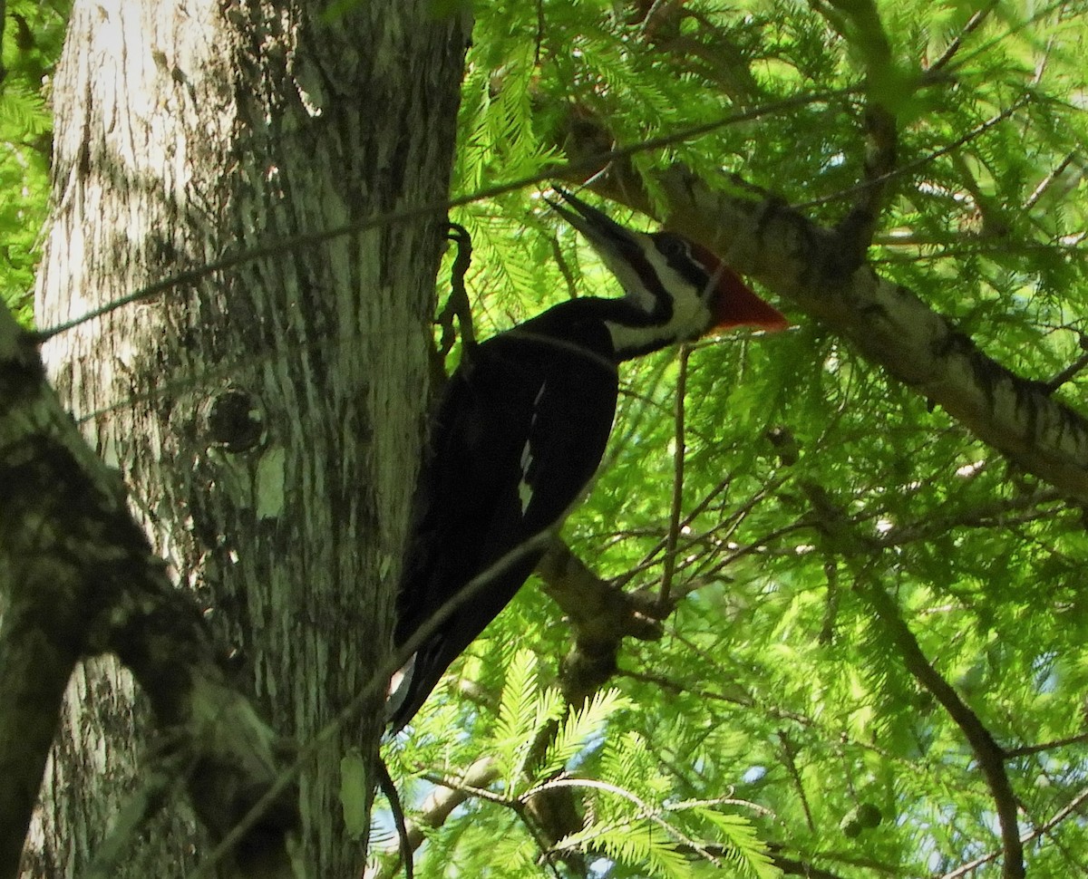 Pileated Woodpecker - Sandy Bauerschmidt