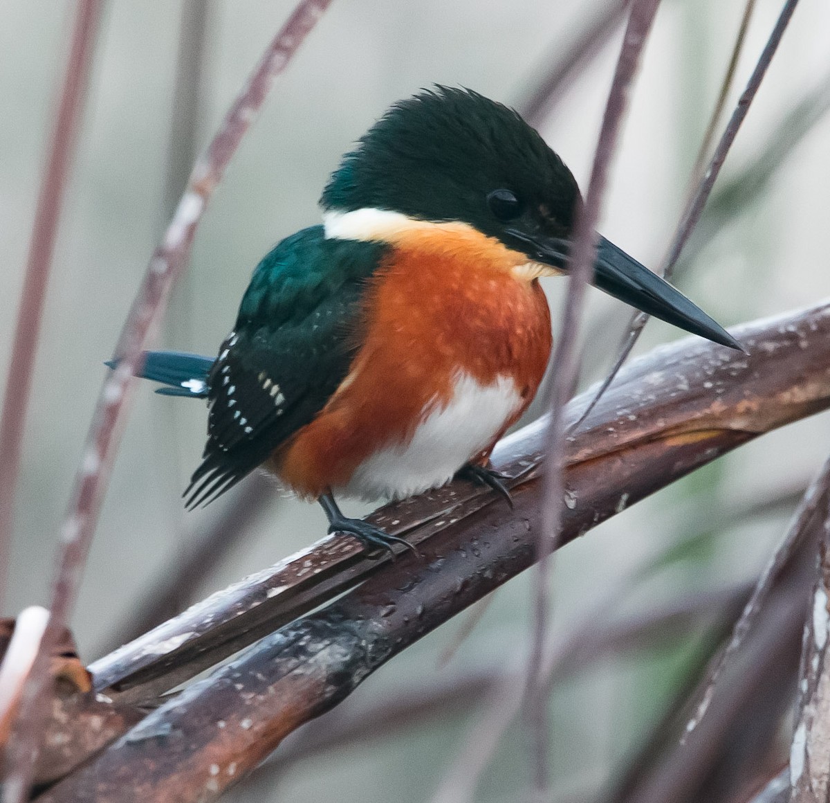 American Pygmy Kingfisher - Isaias Morataya