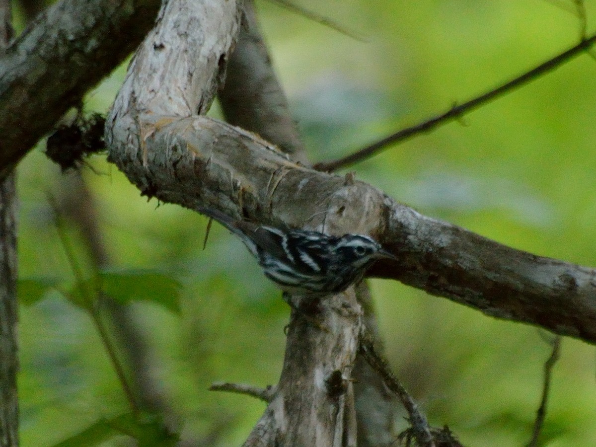 Black-and-white Warbler - ML149071021