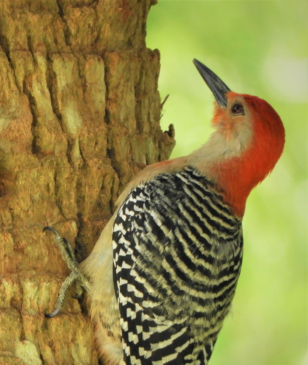 Red-bellied Woodpecker - Sandy Bauerschmidt