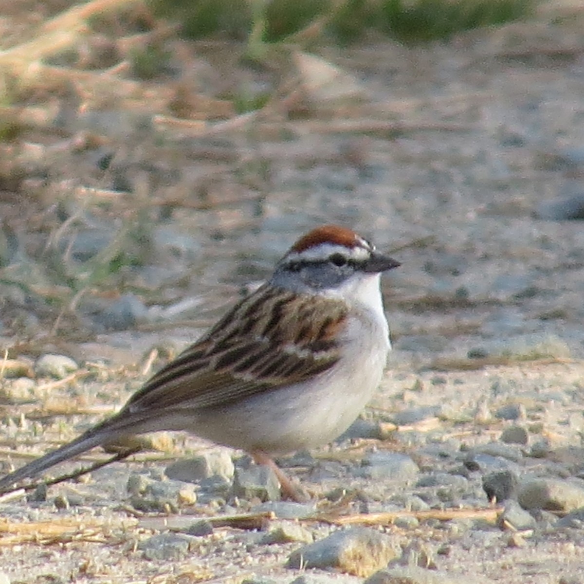 Chipping Sparrow - ML149072381