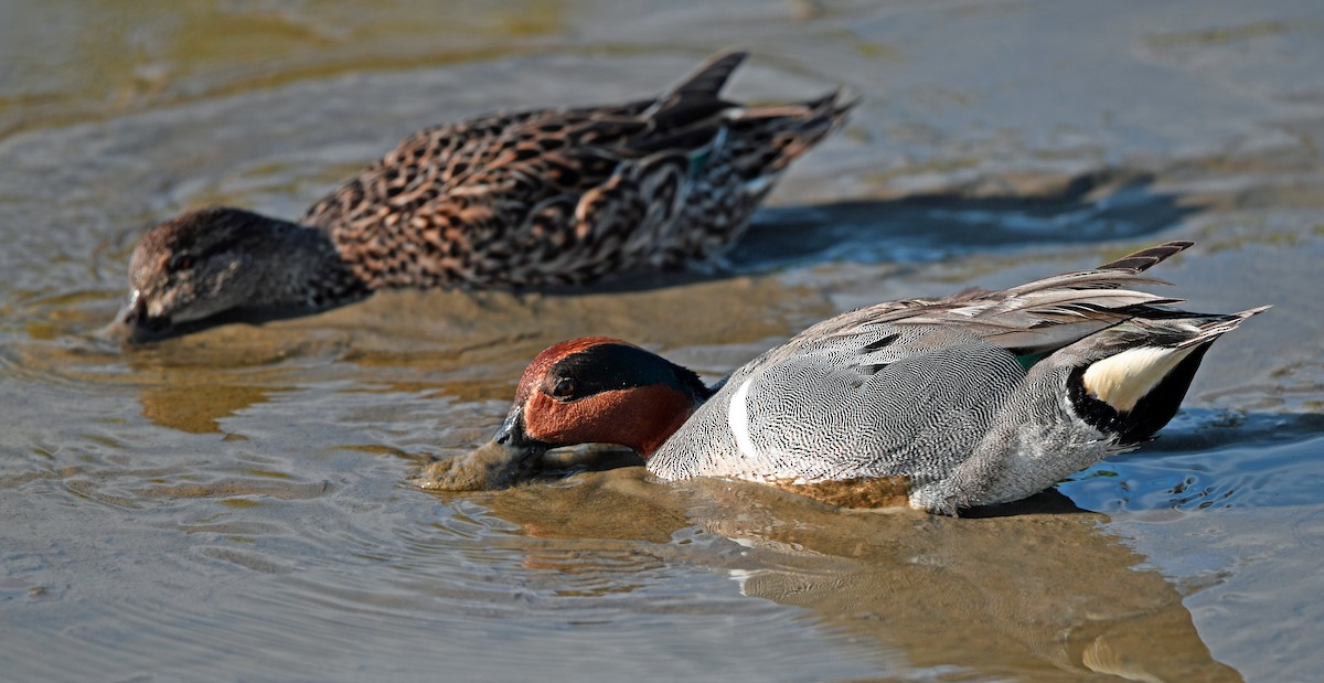 Green-winged Teal - ML149072921