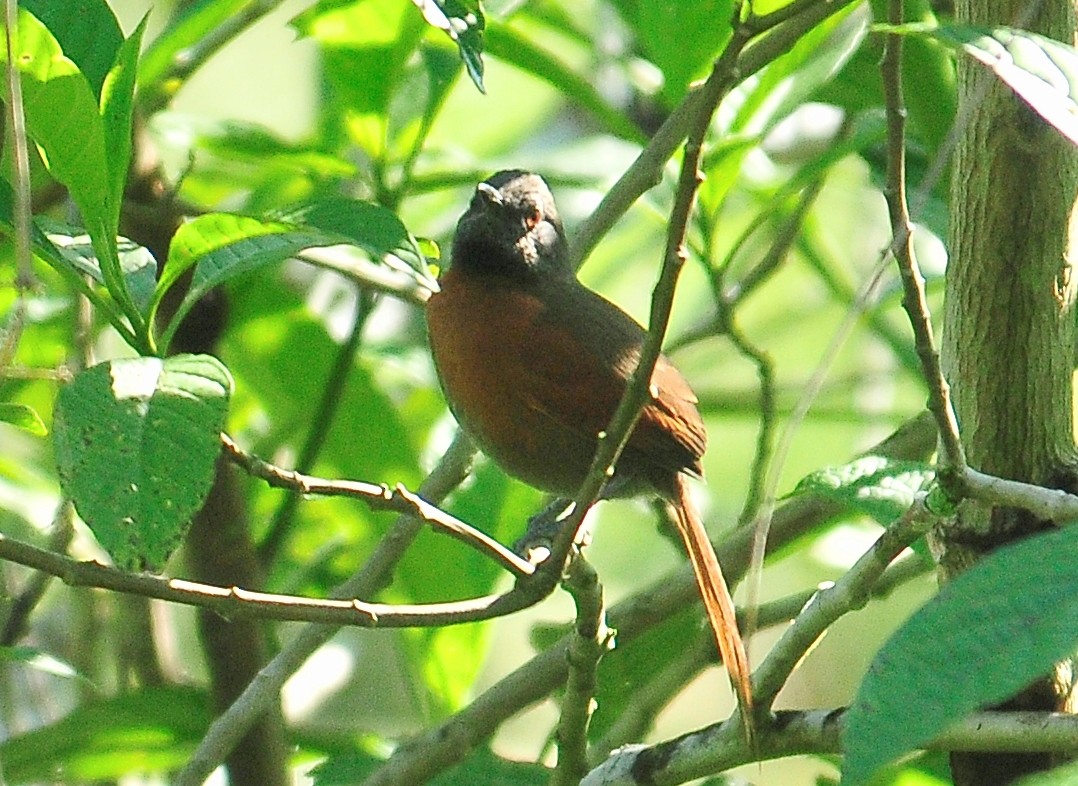 Rufous-breasted Spinetail - ML149073961