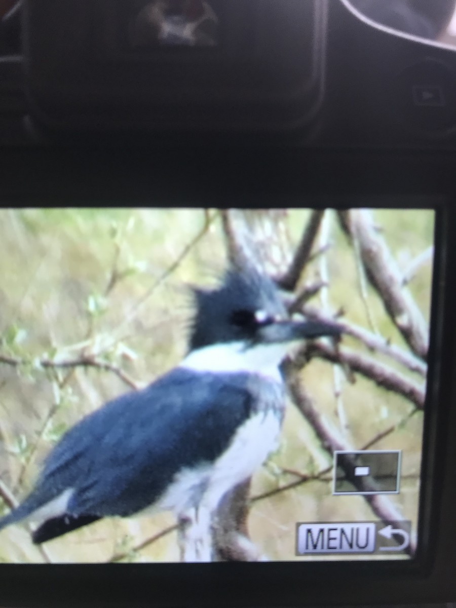 Belted Kingfisher - ML149075341