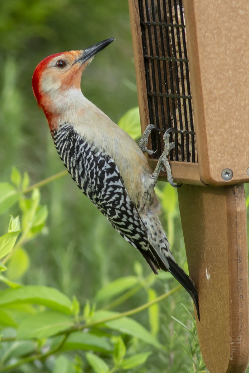 Red-bellied Woodpecker - ML149075381