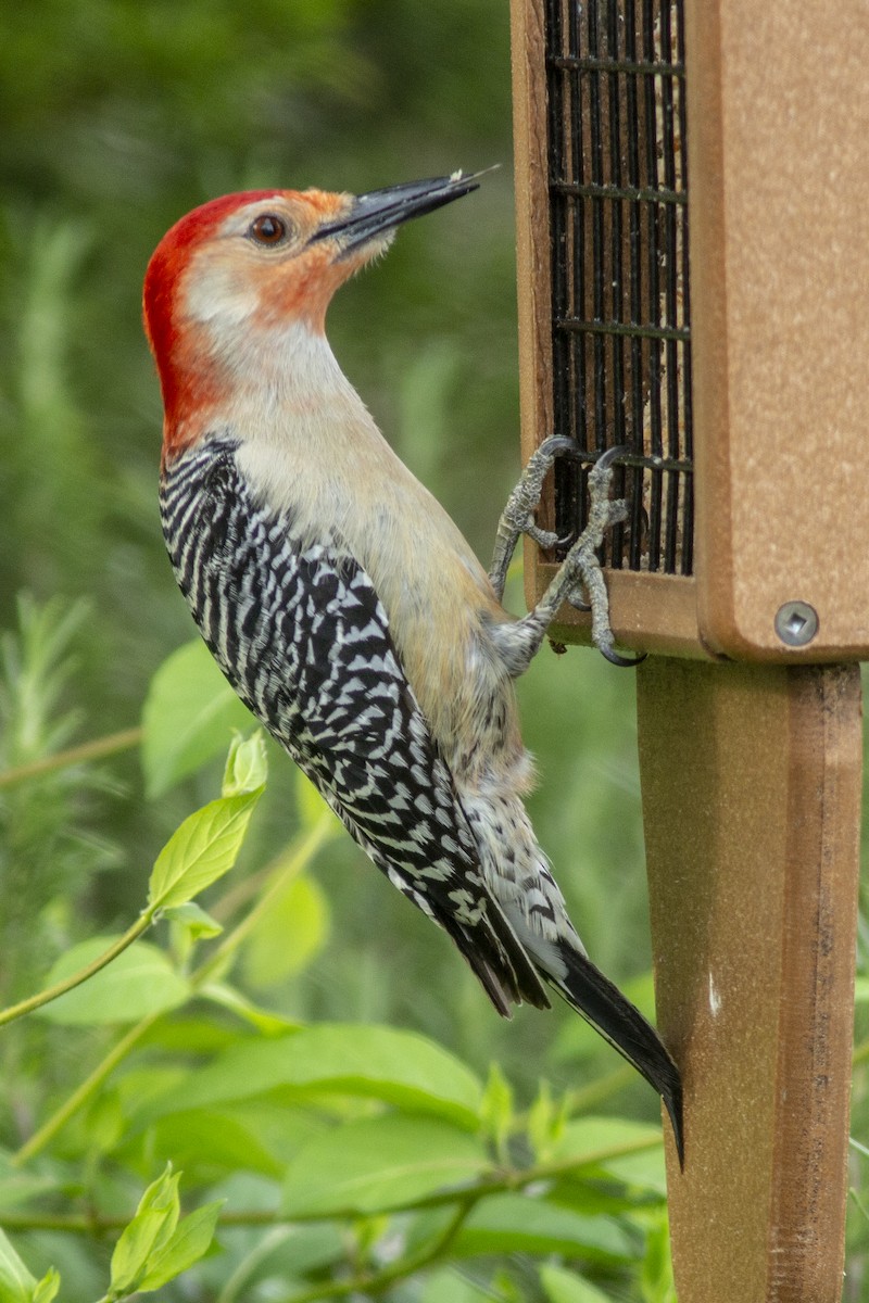 Red-bellied Woodpecker - ML149075401