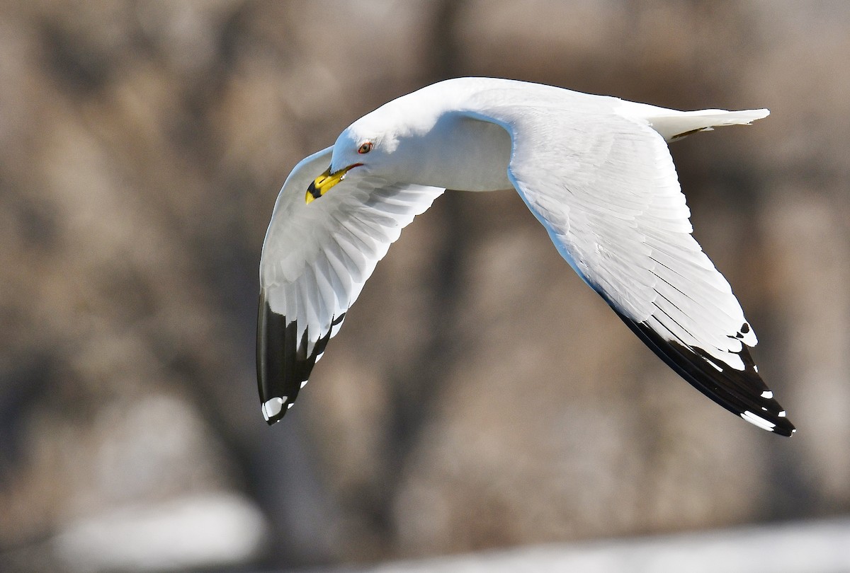 Ring-billed Gull - André Lanouette