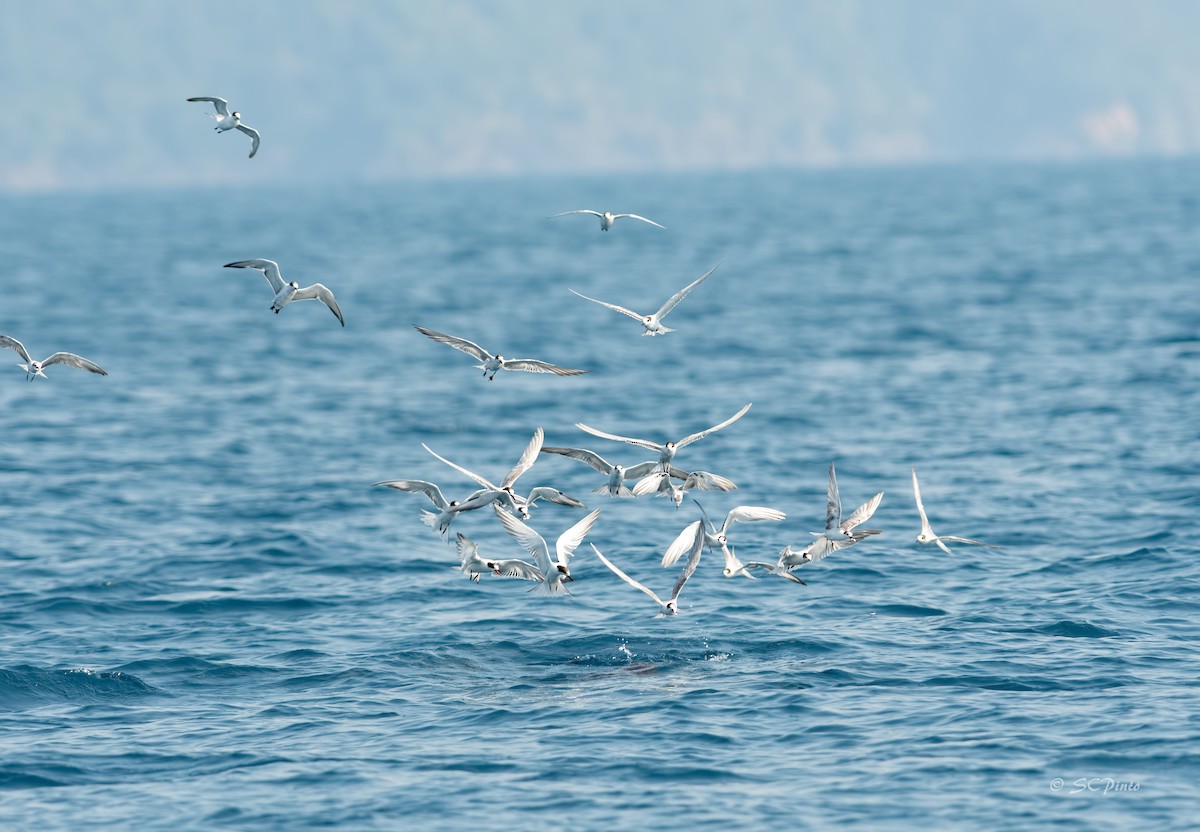 Common Tern - Shailesh Pinto