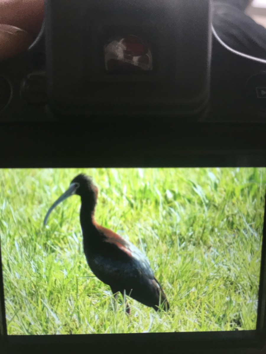 ibis americký - ML149075811
