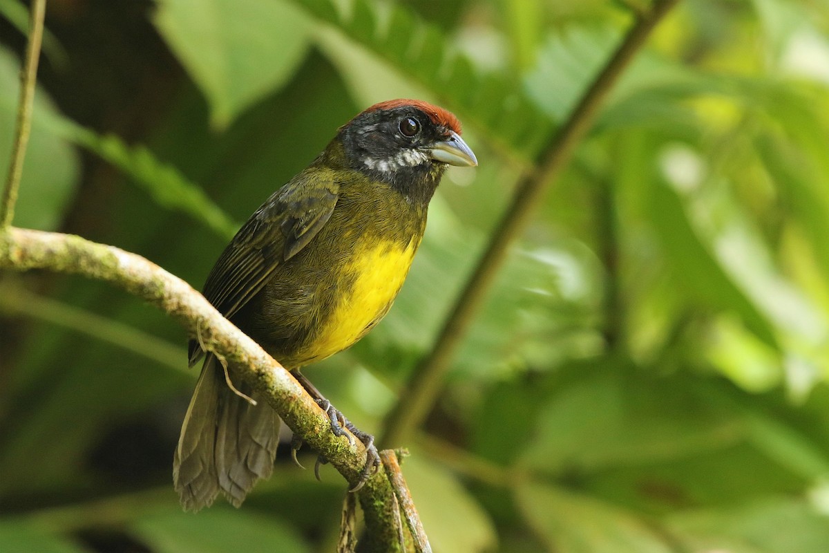 Sooty-faced Finch - ML149076551