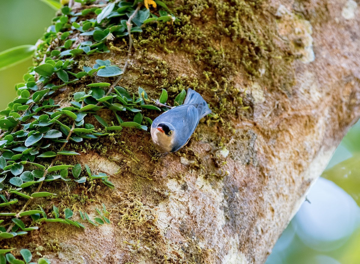 Velvet-fronted Nuthatch - Shailesh Pinto