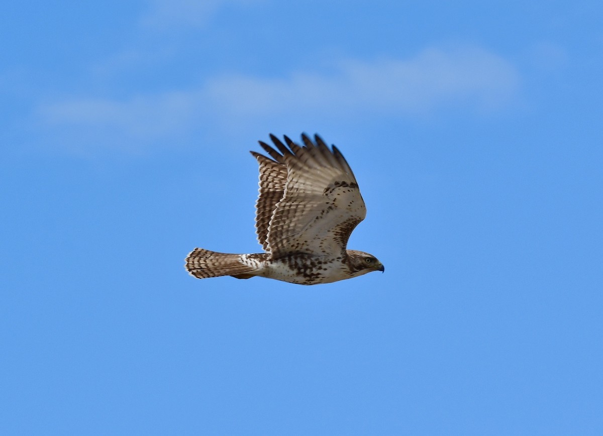 Red-tailed Hawk - ML149077281