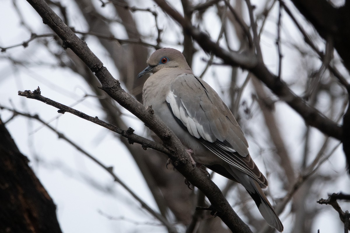 White-winged Dove - ML149078391