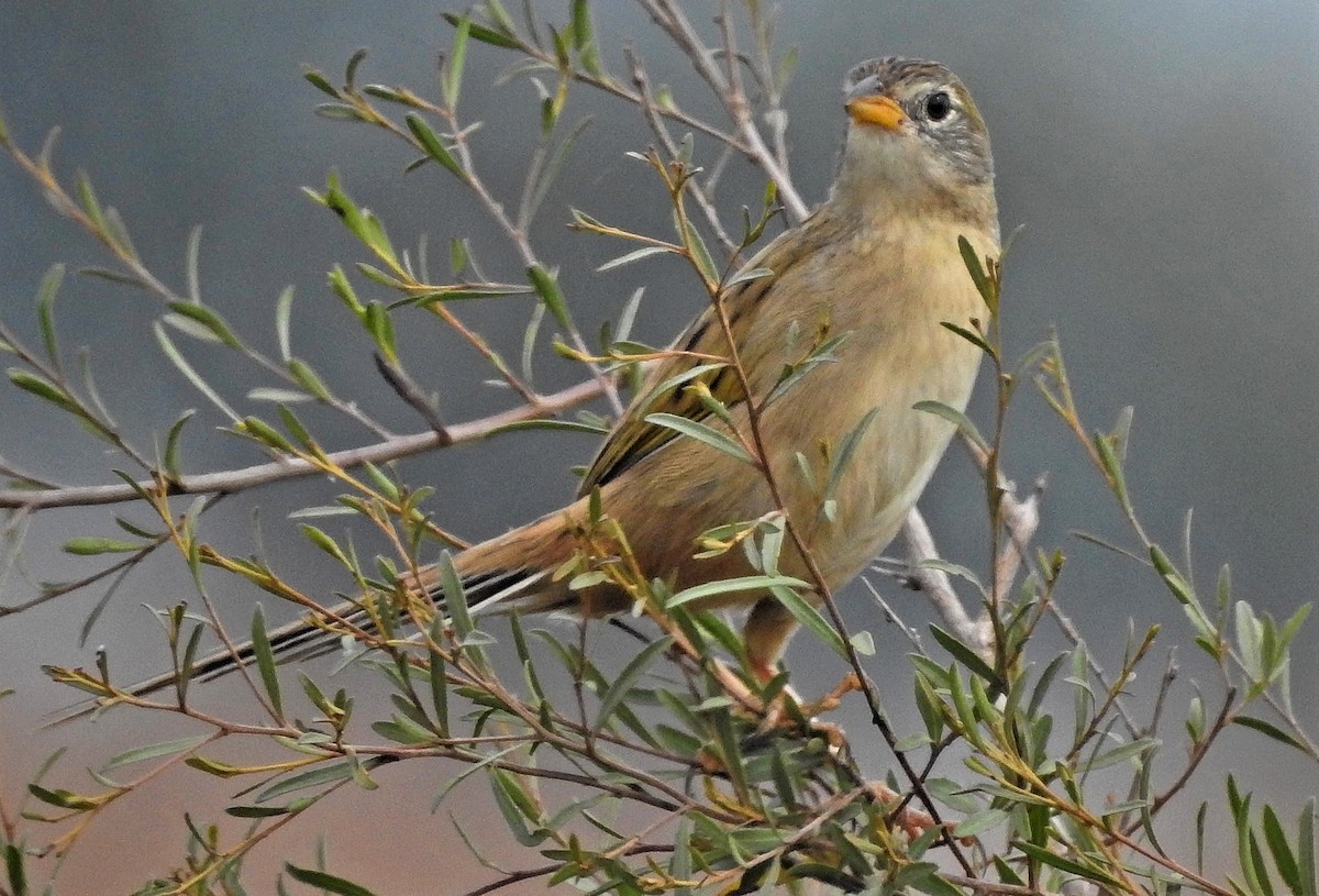 Wedge-tailed Grass-Finch - Hugo Hulsberg