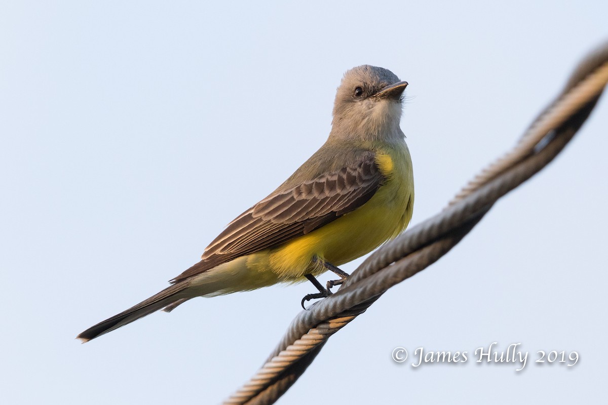 Couch's Kingbird - Jim Hully