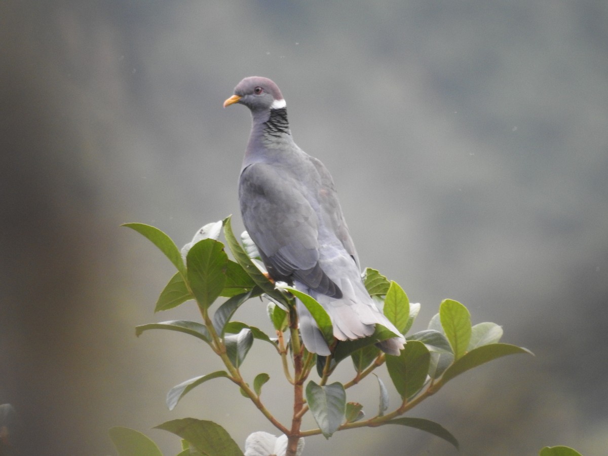 Band-tailed Pigeon - Tristan Jobin