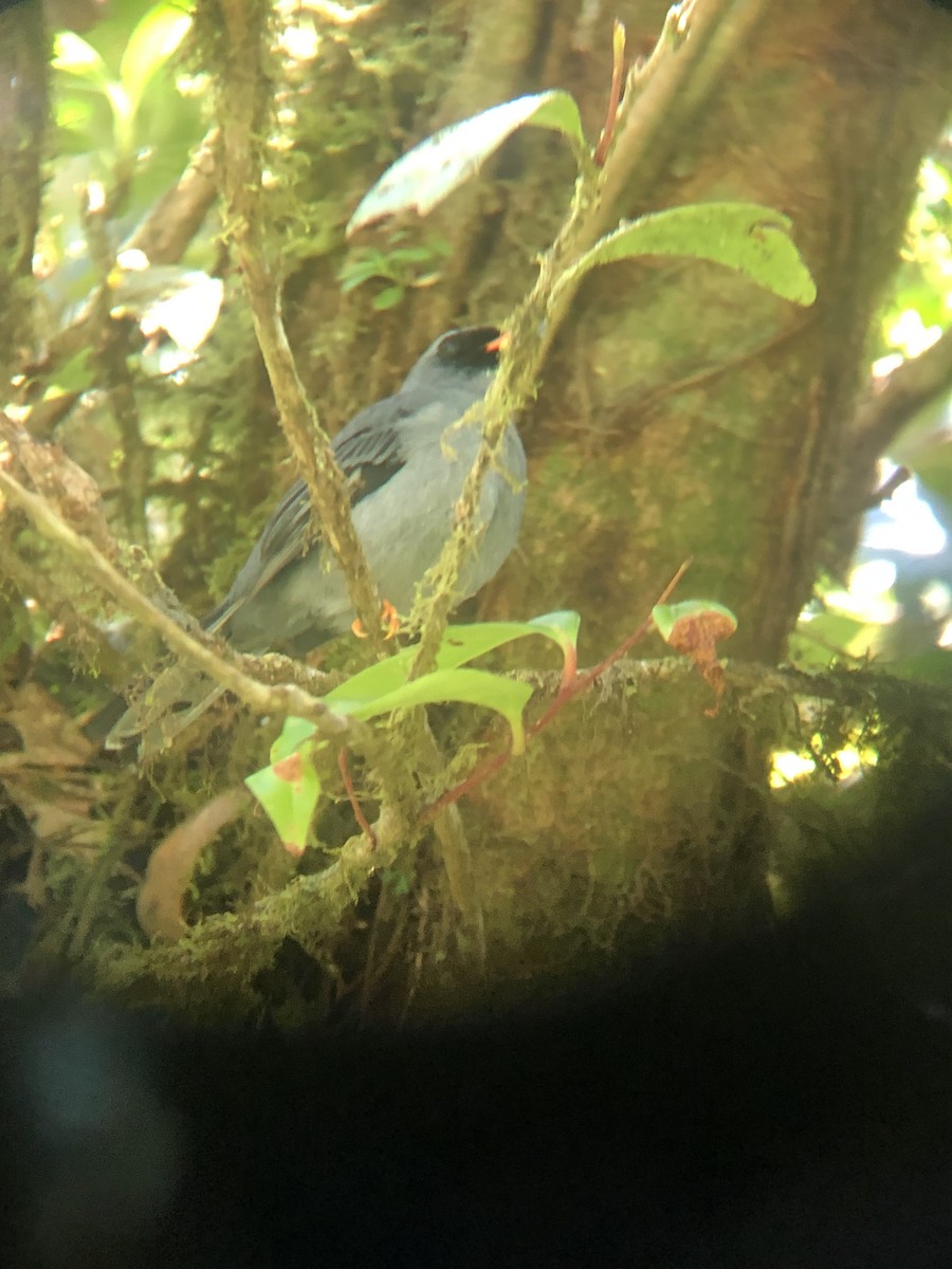 Black-faced Solitaire - ML149085301