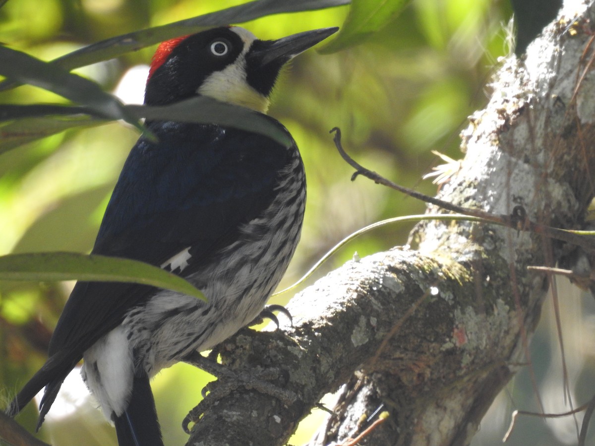 Acorn Woodpecker - Rudy Botzoc @ChileroBirding